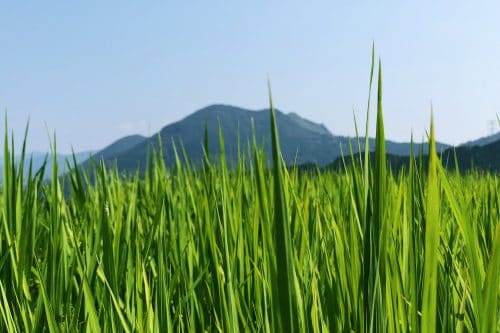 greeny rice fields in Toon city, Ehime Prefecture, Japan.