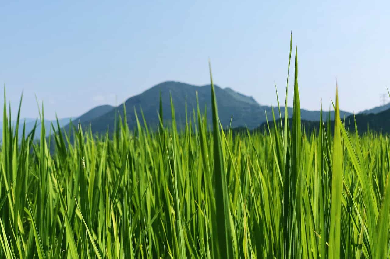 close up of rice field with distant mountains in japan