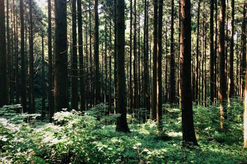 Trekking experience in the mountain side at Toon city, Ehime Prefecture.