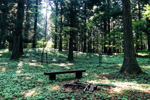 Trekking experience in the mountain side at Toon city, Ehime Prefecture.