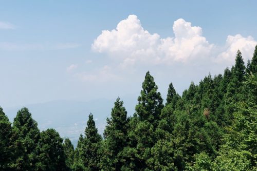 Trekking experience in the mountain side at Toon city, Ehime Prefecture.