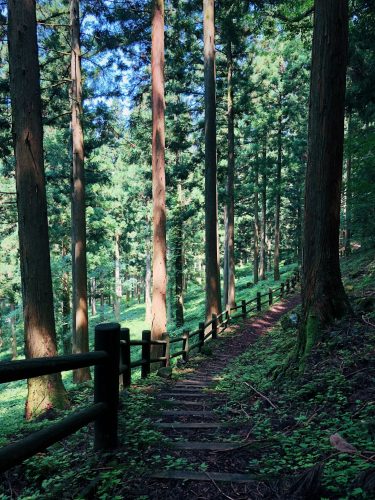 Trekking experience in the mountain side at Toon city, Ehime Prefecture.