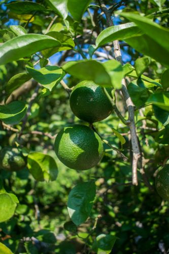 Fruit tree on a farm near Usuki town, Oita Prefecture, Japan