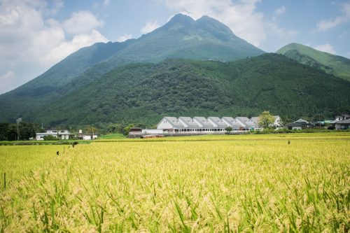 Rice fields and mountains near Yufuin, Oita Prefecture, Japan