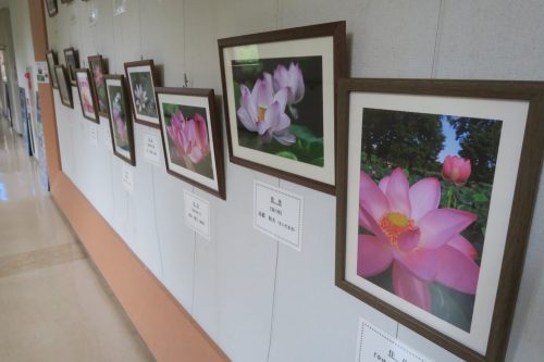 The lotus pond park in Gyoda City, Saitama Prefecture, Japan.