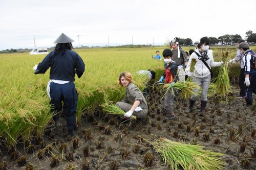 Rice Field Art Worthy of a Guiness World Record in Gyoda, Saitama