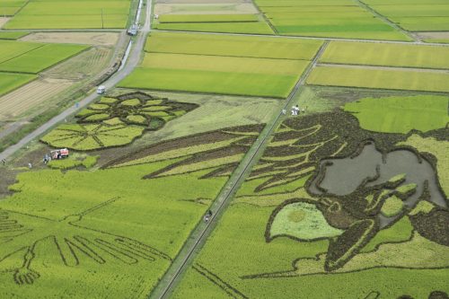 Rice Field Art Worthy of a Guiness World Record in Gyoda, Saitama