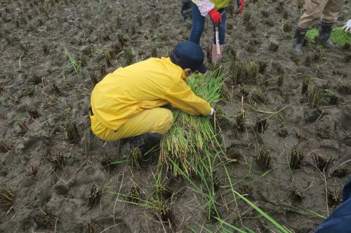 Rice Field Art Worthy of a Guiness World Record in Gyoda, Saitama