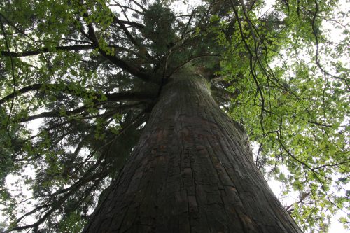  explore the smaller trails going through the forest to get lost in nature at Mt Daisen.