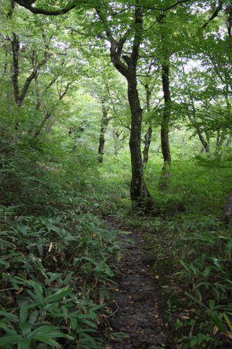  explore the smaller trails going through the forest to get lost in nature at Mt Daisen.