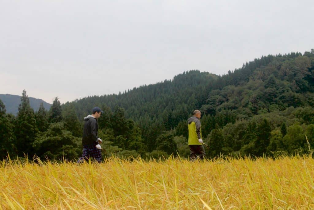 Farmstay Rice Harvesting Farming Experience in Japan