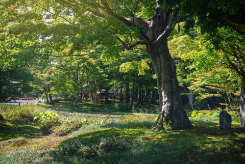 Jorakuen: A Kyoto Quality Garden in Fukushima, Tohoku region in Japan.