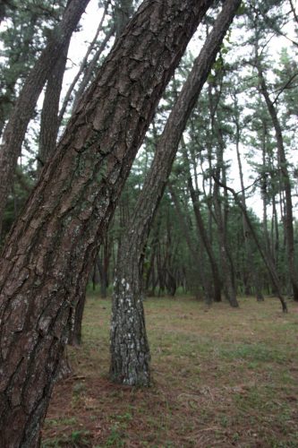 Karatsu and its 300 years old pine trees, in Karatsu, Saga, Kyushu, Japan.