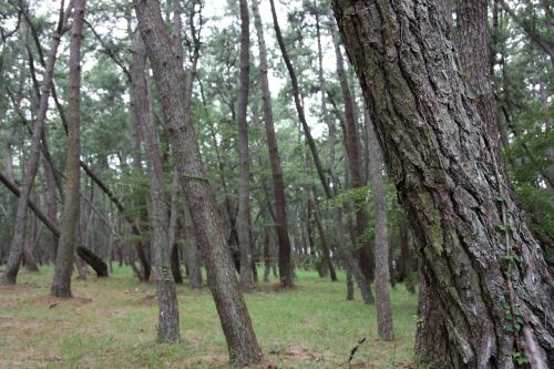 Karatsu and its 300 years old pine trees, in Karatsu, Saga, Kyushu, Japan.
