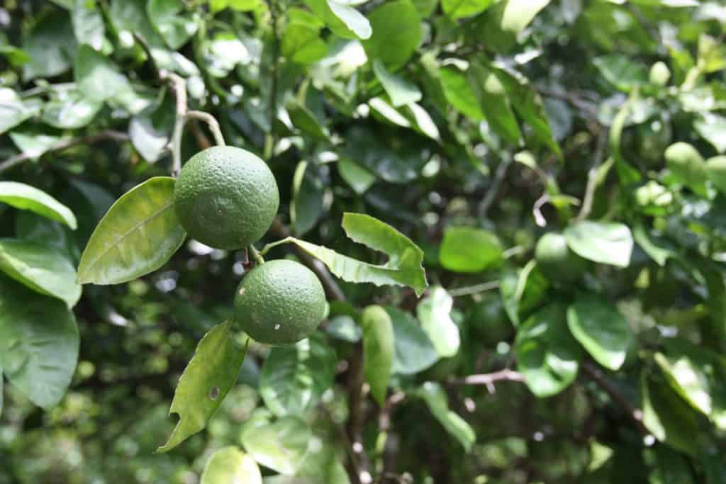 JApanese limes