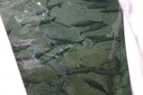 Fish swimming in the Yoshino River, Tokushima Prefecture.