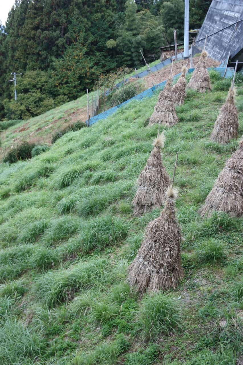 Traditional farming techniques at Ochiai hamlet in Tokushima.
