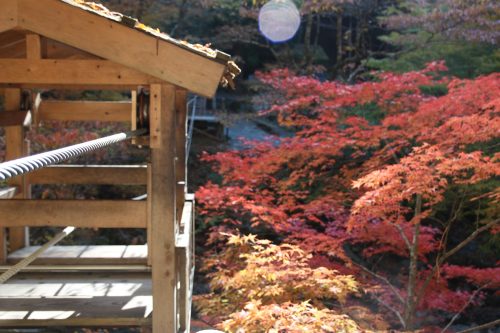 The fall colors seen from Iya Valley's Wild Monkey bridge in Shikoku.