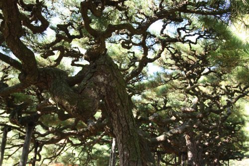 Detailed pine trees in Ritsurin Garden in Takamatsu, Kagawa Prefecture in Eastern Shikoku.