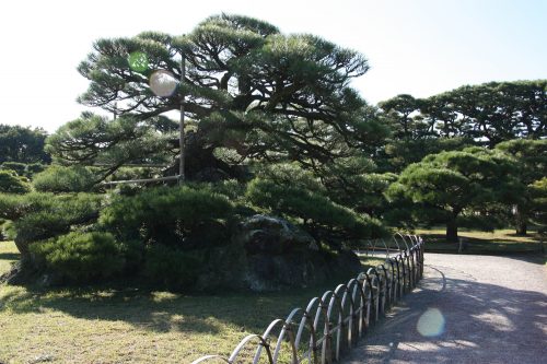 Famous pine trees in Ritsurin Garden in Takamatsu, Kagawa Prefecture in Eastern Shikoku.