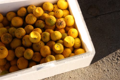 Crate of yuza from Yuzu No Sato minshuku in Mima town, Tokushima, Shikoku.