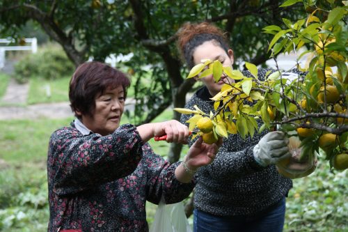 Picking yuzu fruit at Yuzu No Sato minshuku in Mima town, Tokushima, Shikoku.