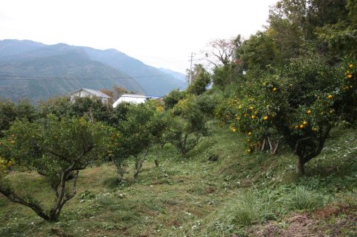 Yuzu orchards behind Yuzu No Sato minshuku in Mima town, Tokushima, Shikoku.