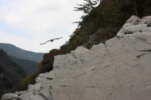 A kite (bird of prey) flies over Oboke Gorge, Tokushima.