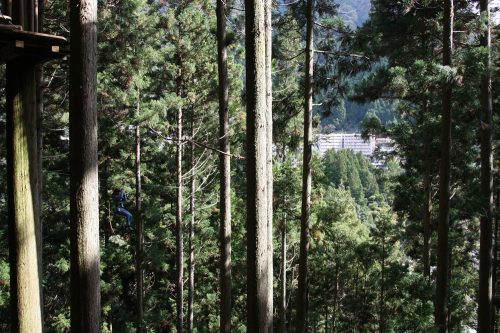 Soaring through trees on the Forest Adventure Zip Line Tour over the Iya Valley, Tokushima.