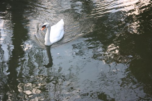 A swan in the river of the Bikan historic distict of Kurashiki, Okayama.