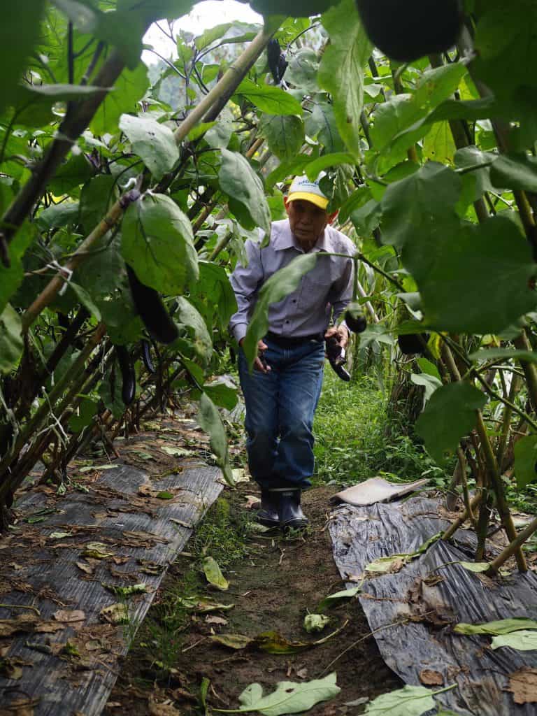 Japanese man walking through his farm in Japan