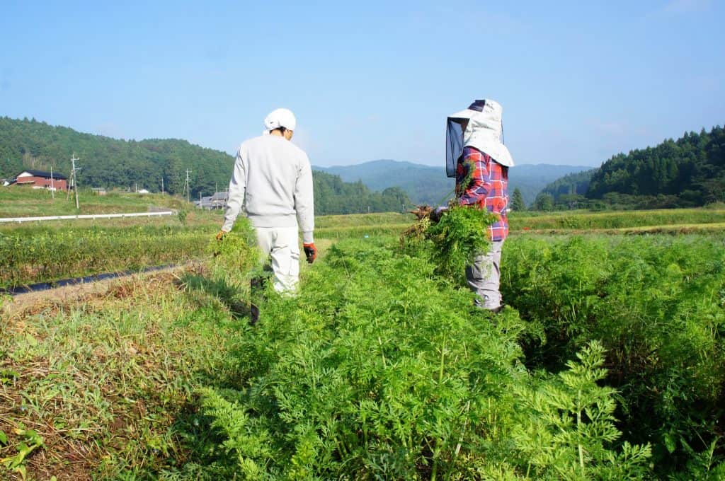 Farming in Japan
