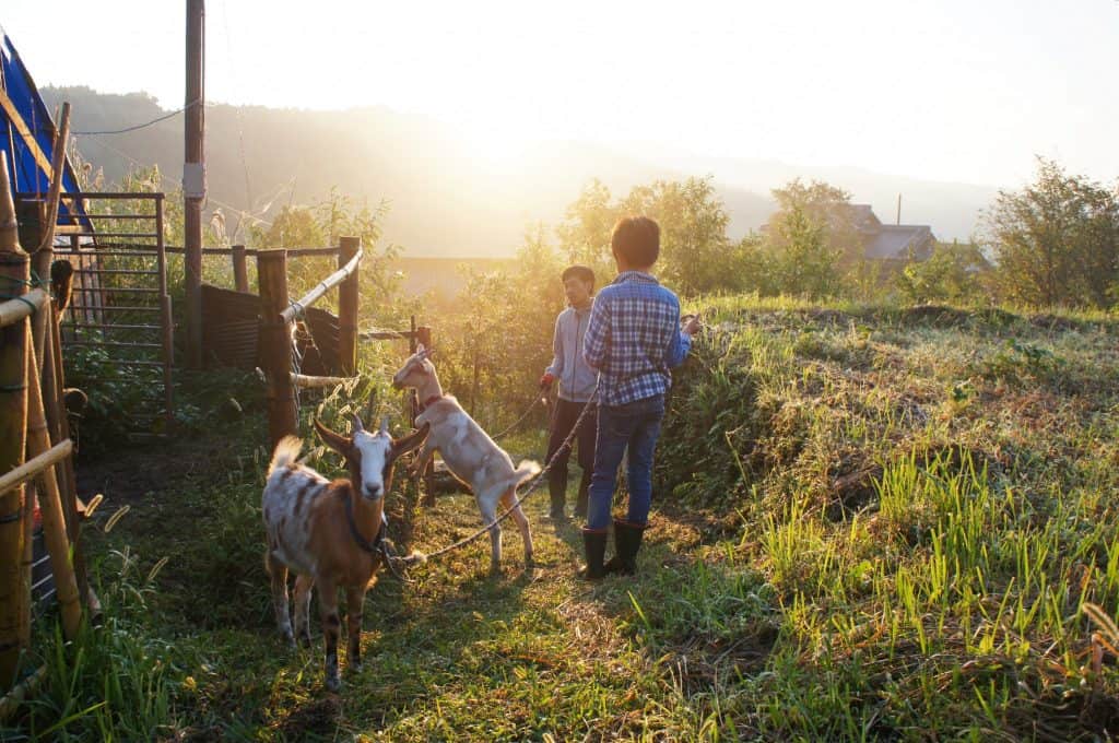 Goats and sunshine during a Green Tourism, Farm Stay Experience in Oita, Japan 