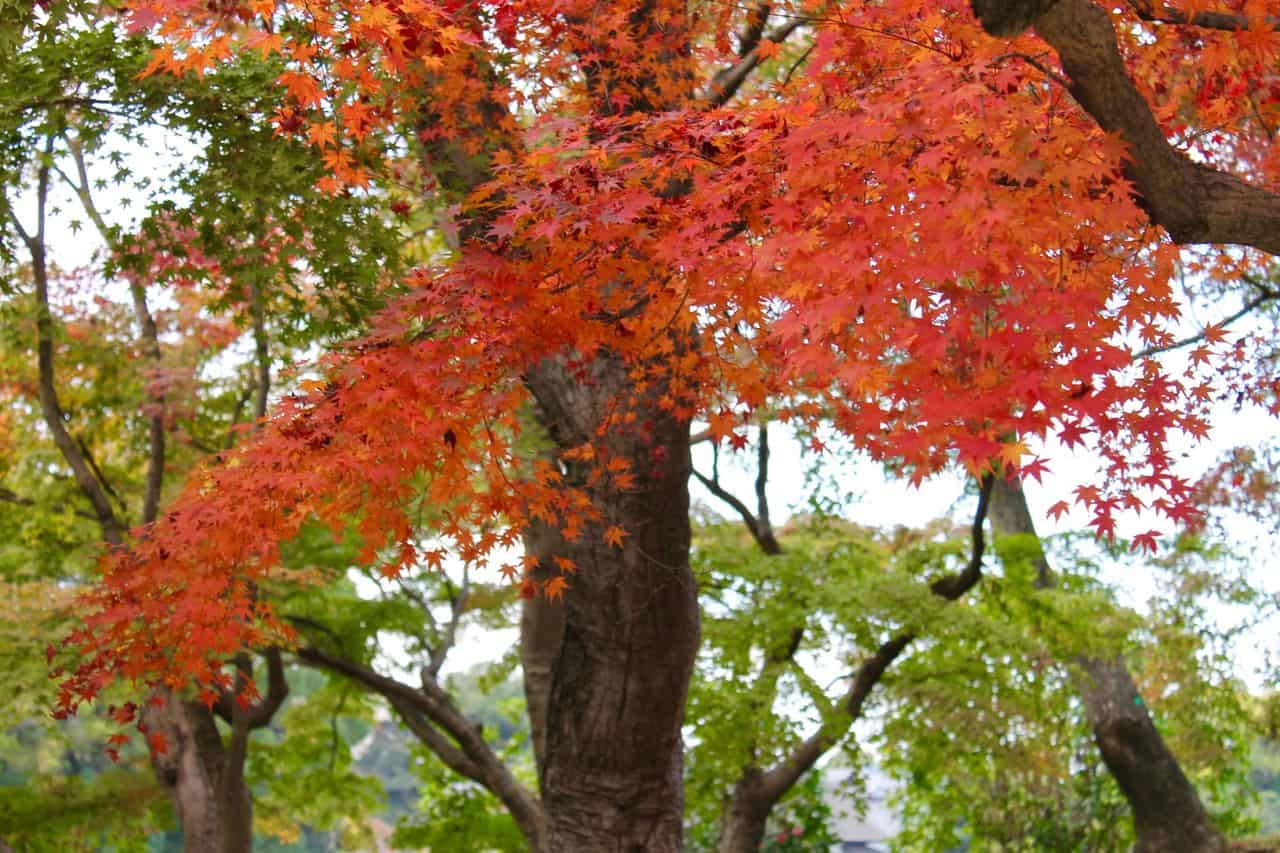 Korakuen foliage illumination Okayama City