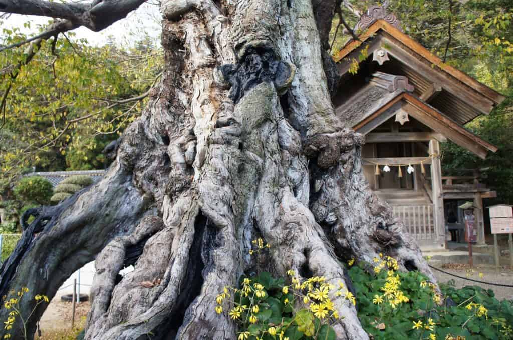 Thousand-year-old tree around the great Izumo Shrine, San'in Region, Shimane Prefecture, Japan
