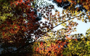 Sogenji Temple Buddhist Monastery Fall Foliage Okayama Prefecture