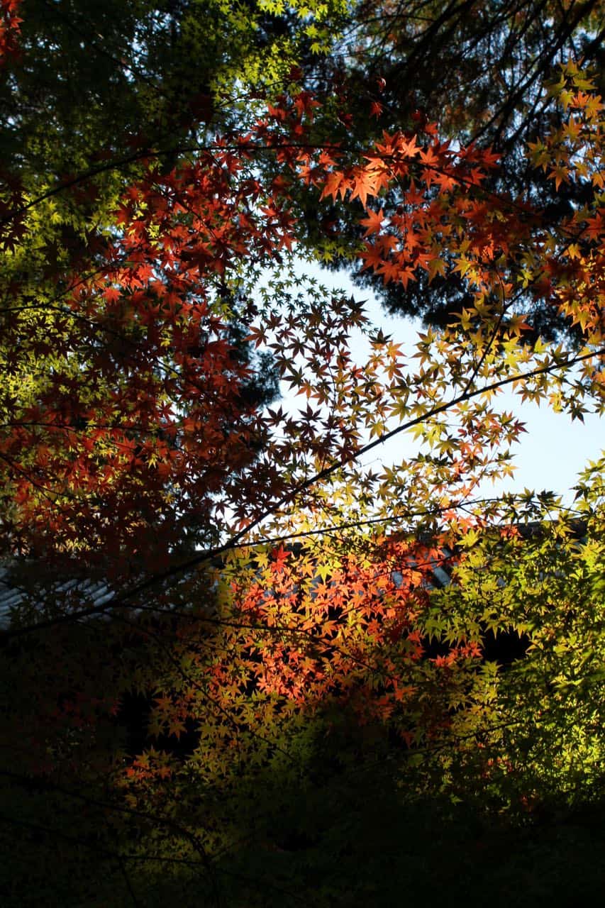 Admire the Beautiful Autumn Foliage of Okayama’s Sogenji Temple