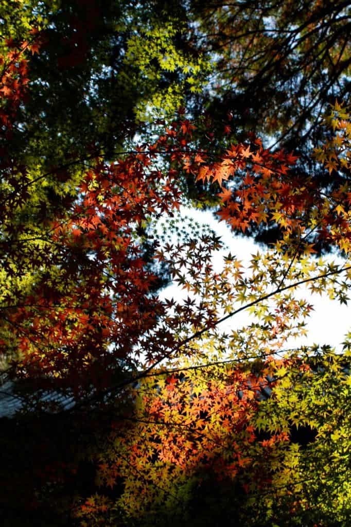 Admire the Beautiful Autumn Foliage of Okayama’s Sogenji Temple