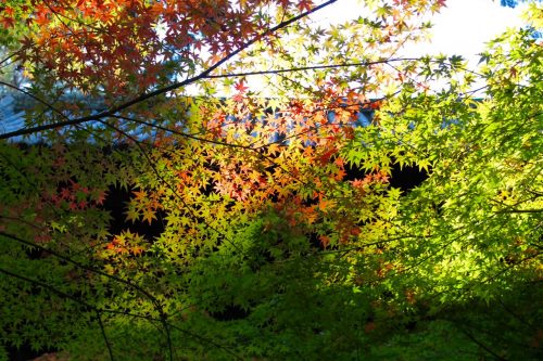 Sogenji Temple Buddhist Monastery Fall Foliage Okayama Prefecture
