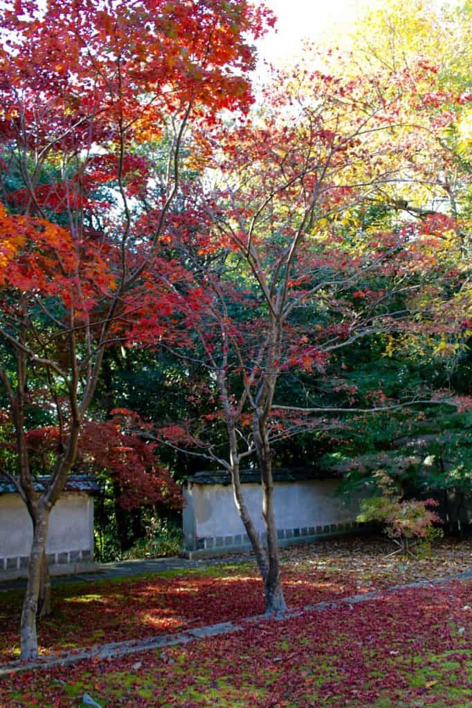 Admire the Beautiful Autumn Foliage of Okayama’s Sogenji Temple