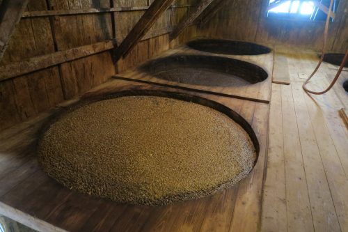 Soy beans fermenting into soy sauce at Sakae Shoyu Jozo