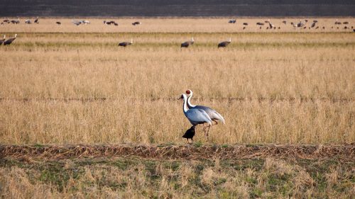 One of seven species of cranes that migrate to Izumi, Kagoshima.