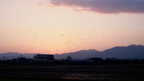 Cranes take flight at sunrise in Izumi, Kagoshima.