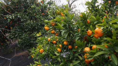 One of the many citrus tree farms in Izumi city, Kyushu.