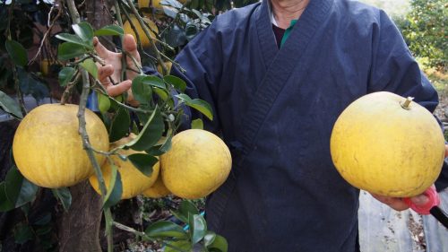 One of many types of citrus growing on a farm in Izumi city, Kyushu.