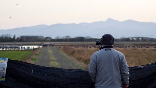 Watching the migratory cranes in Izumi, Kyushu.