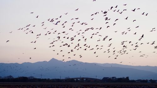 Watch thousands of migratory cranes take flight in Izumi, Kagoshima.