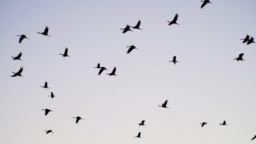 Graceful cranes take flight in Izumi, Kagoshima.