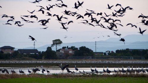 Thousands of cranes make their winter home in Izumi, Kagoshima.