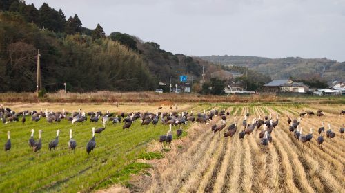 A field full of migratory cranes in Izumi, Kagoshima.